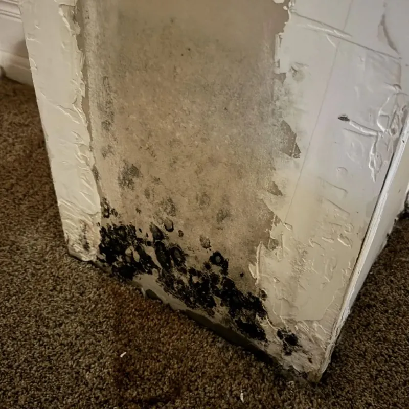 Professional Mold Removal in Andover, OH